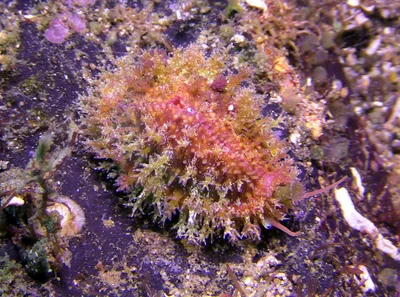 Naria helvola - Tingloy, Batangas, Philippines