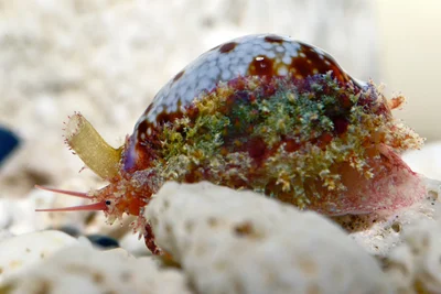 Naria helvola - Pamandzi, Mayotte