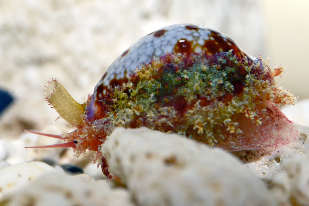 Naria helvola - Pamandzi, Mayotte