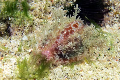 Naria helvola