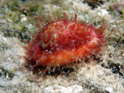 Naria helvola - Raja Ampat, ID-IB, ID