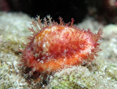 Naria helvola - Raja Ampat, ID-IB, ID