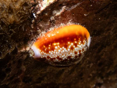 Naria helvola - Tinian, CNMI