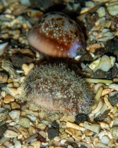 Naria helvola