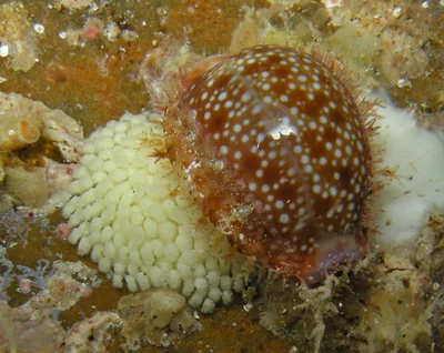 Naria helvola - Kapalua, HI 96761, USA