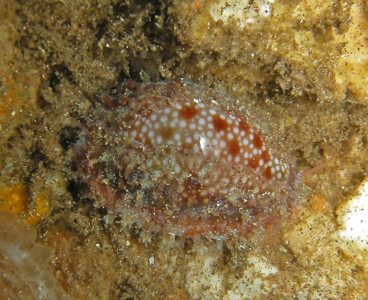 Naria helvola - Maalaea, HI, USA