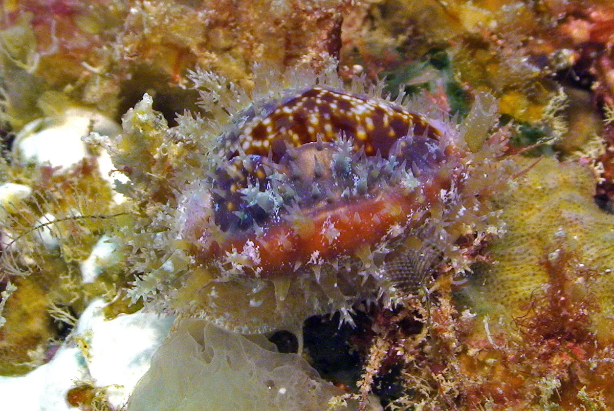 Naria helvola - Kwajalein Atoll, RMI