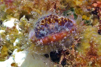 Naria helvola - Kwajalein Atoll, RMI