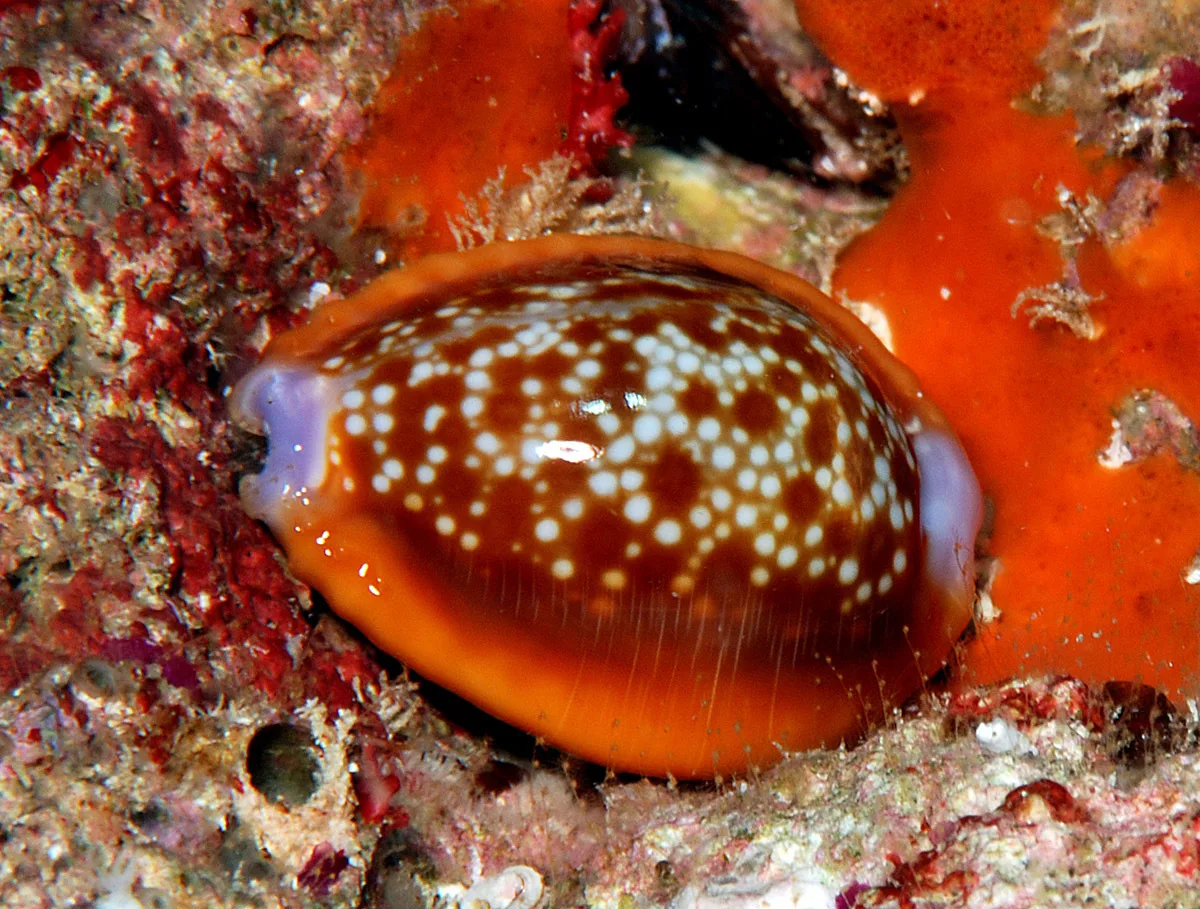 Naria helvola - Kwajalein Atoll, RMI