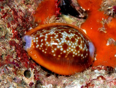 Naria helvola - Kwajalein Atoll, RMI