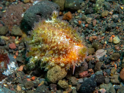 Naria helvola - Melasti, near Tulamben, Kubu, Karangasem Regency, Bali, Indonesia