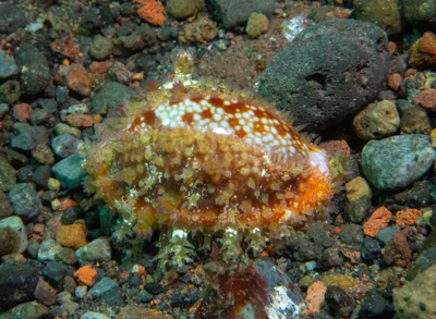Naria helvola - Melasti, near Tulamben, Kubu, Karangasem Regency, Bali, Indonesia