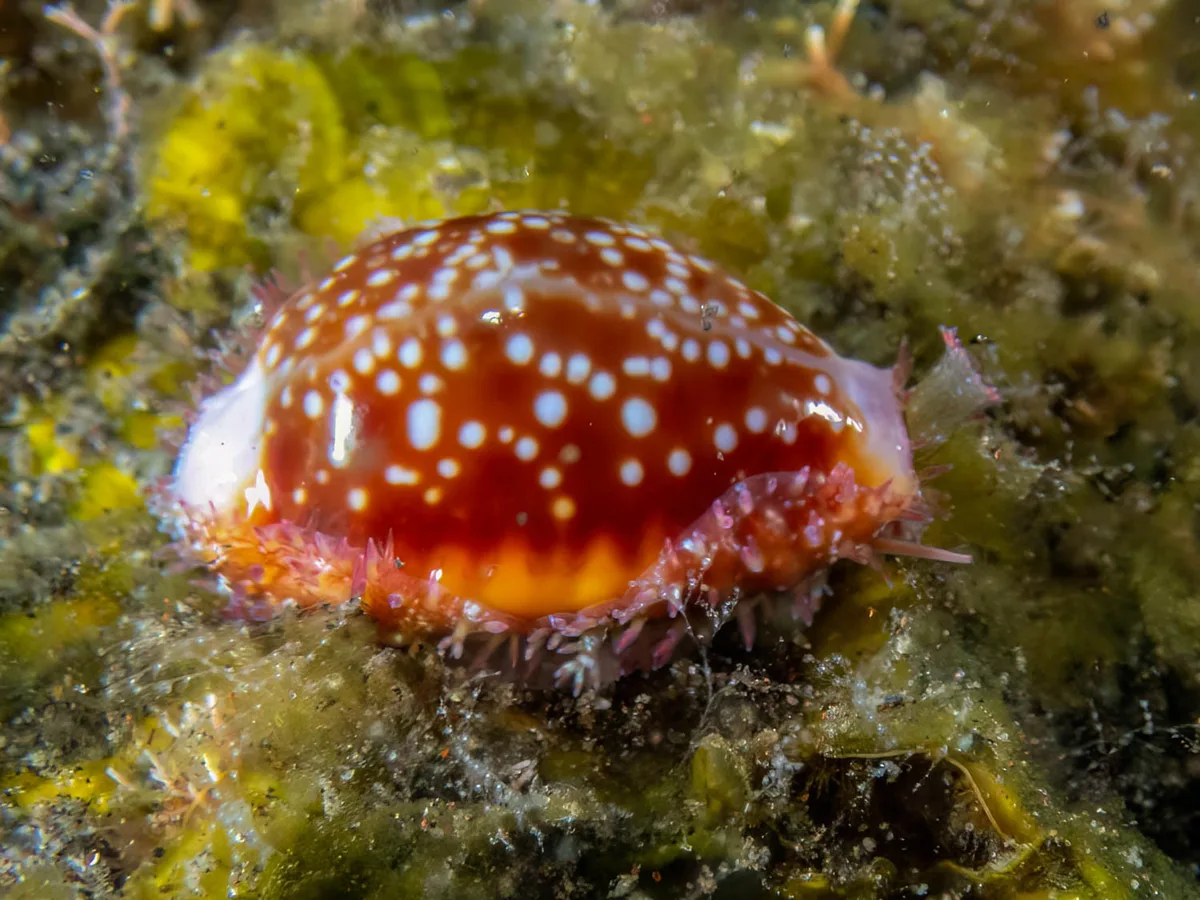 Naria helvola - Melasti, Karangasem Regency, Bali, Indonesia