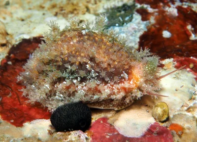 Naria helvola - Tulamben area, Kubu, Karangasem Regency, Bali, Indonesia