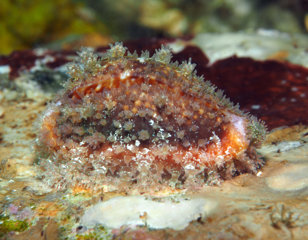 Naria helvola - Tulamben area, Kubu, Karangasem Regency, Bali, Indonesia