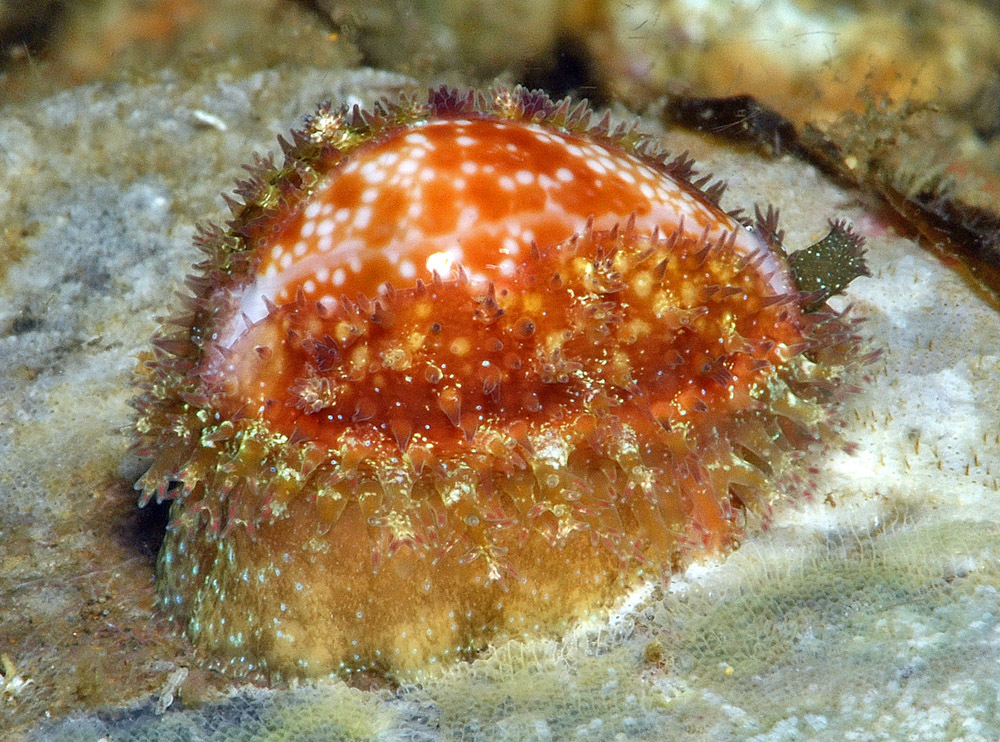 Naria helvola - Mabini, Batangas, Philippines