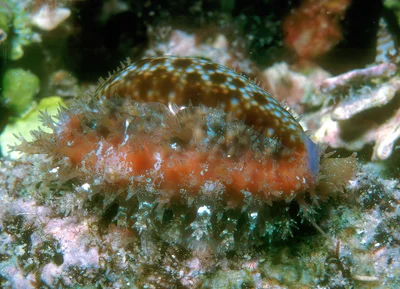 Naria helvola - Kwajalein Atoll, RMI