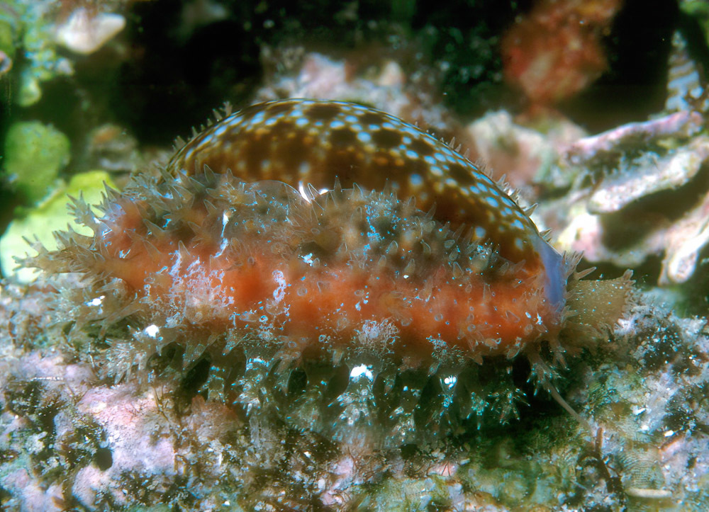 Naria helvola - Kwajalein Atoll, RMI
