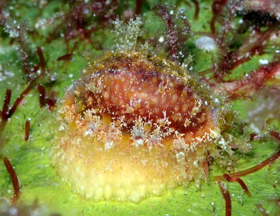Naria helvola - Kwajalein Atoll, RMI