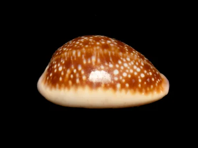 Naria helvola - Hawaii, US