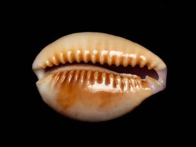 Naria helvola - Hawaii, US