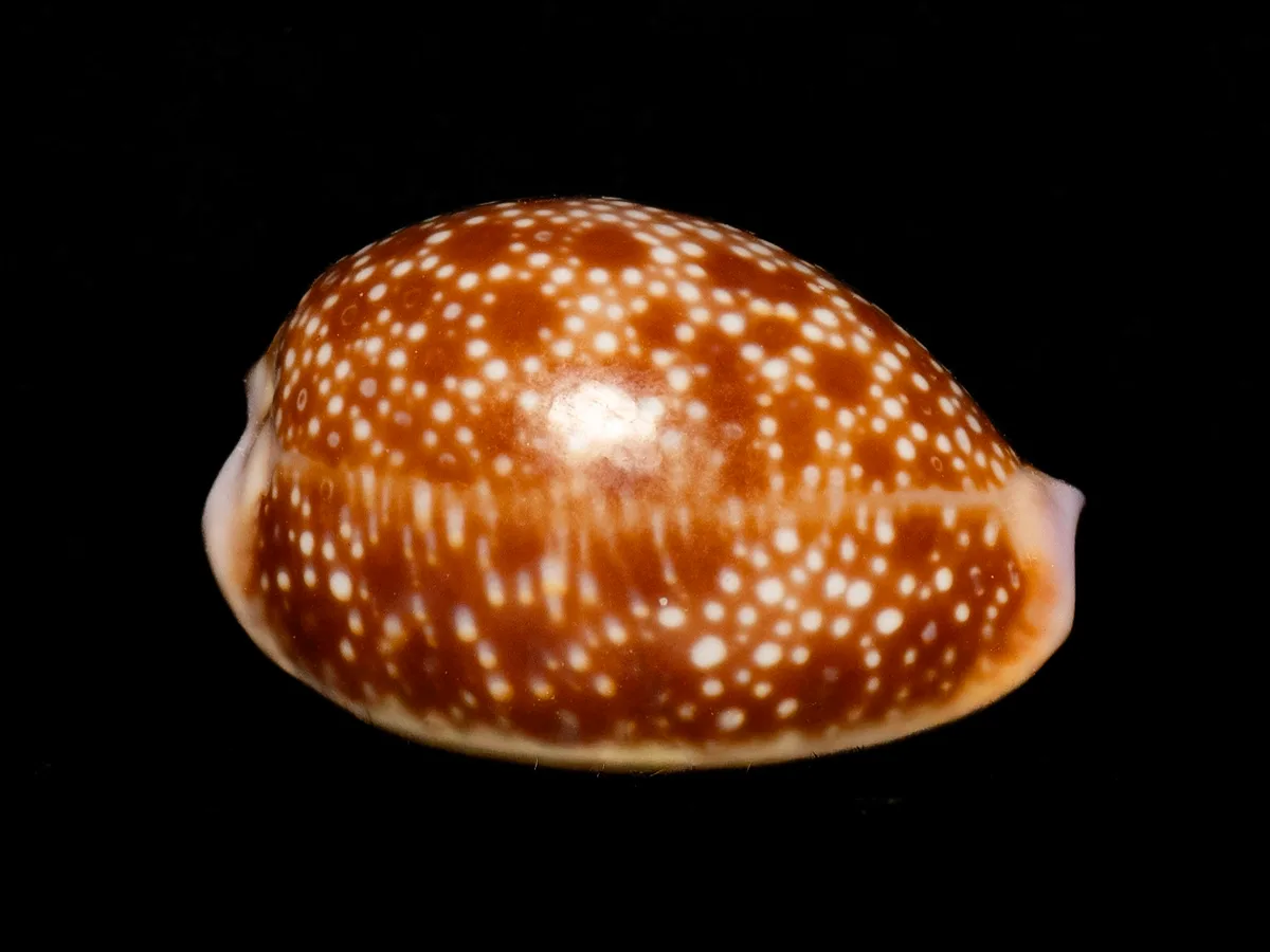 Naria helvola - Hawaii, US