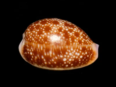 Naria helvola - Hawaii, US