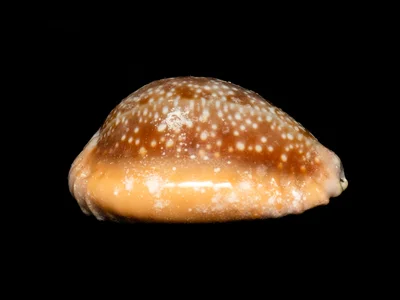 Naria helvola - Hawaii, US