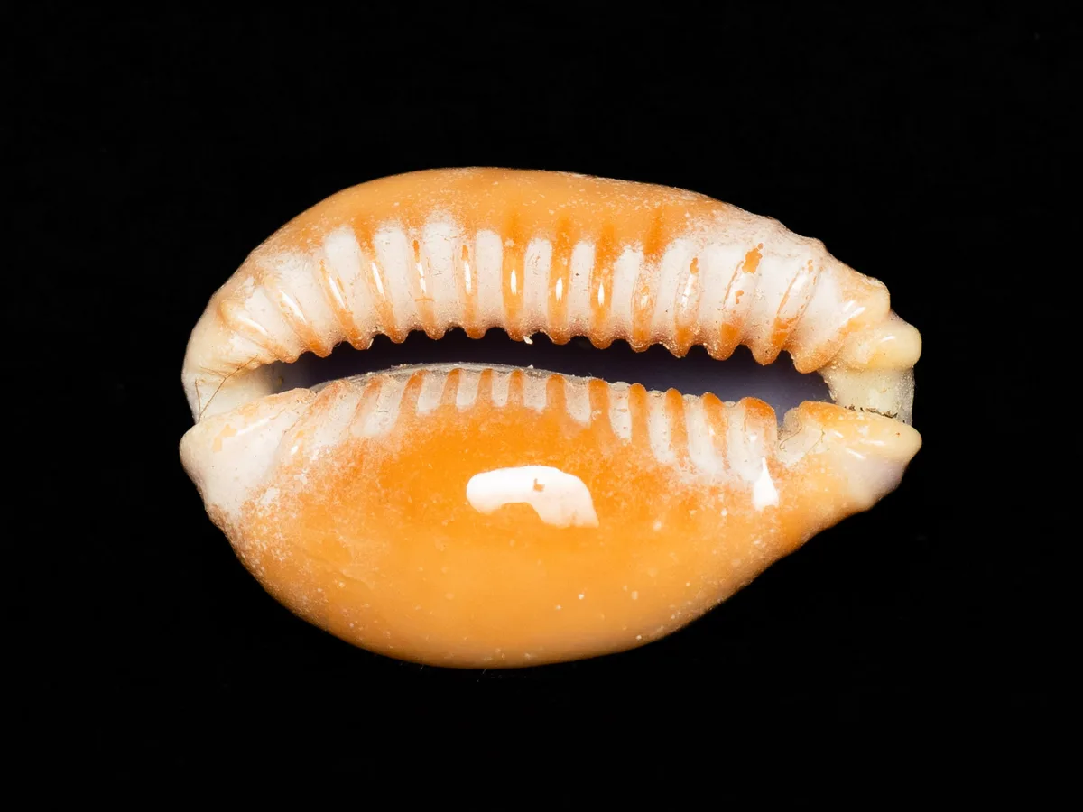 Naria helvola - Hawaii, US