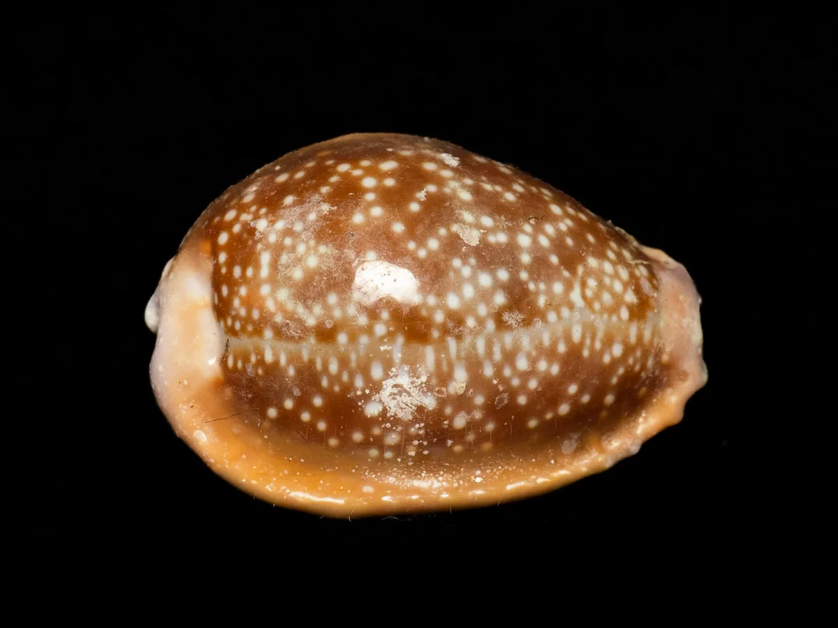 Naria helvola - Hawaii, US