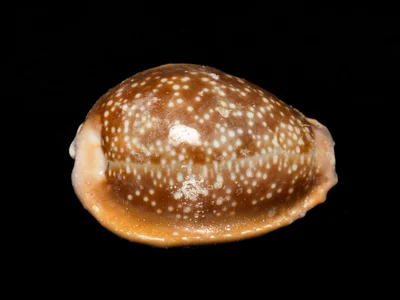 Naria helvola - Hawaii, US