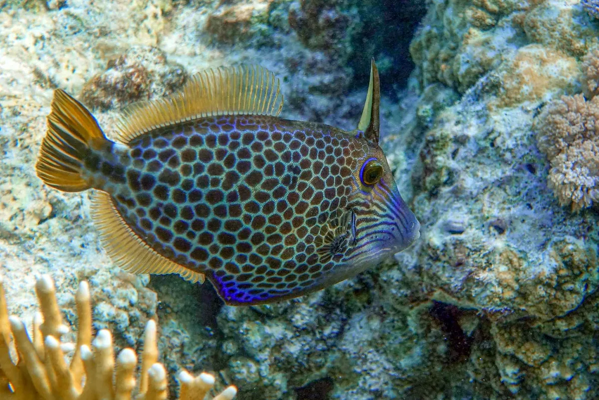 Honeycomb Filefish