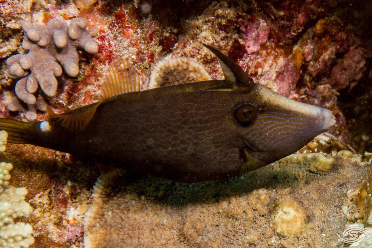 Honeycomb Filefish