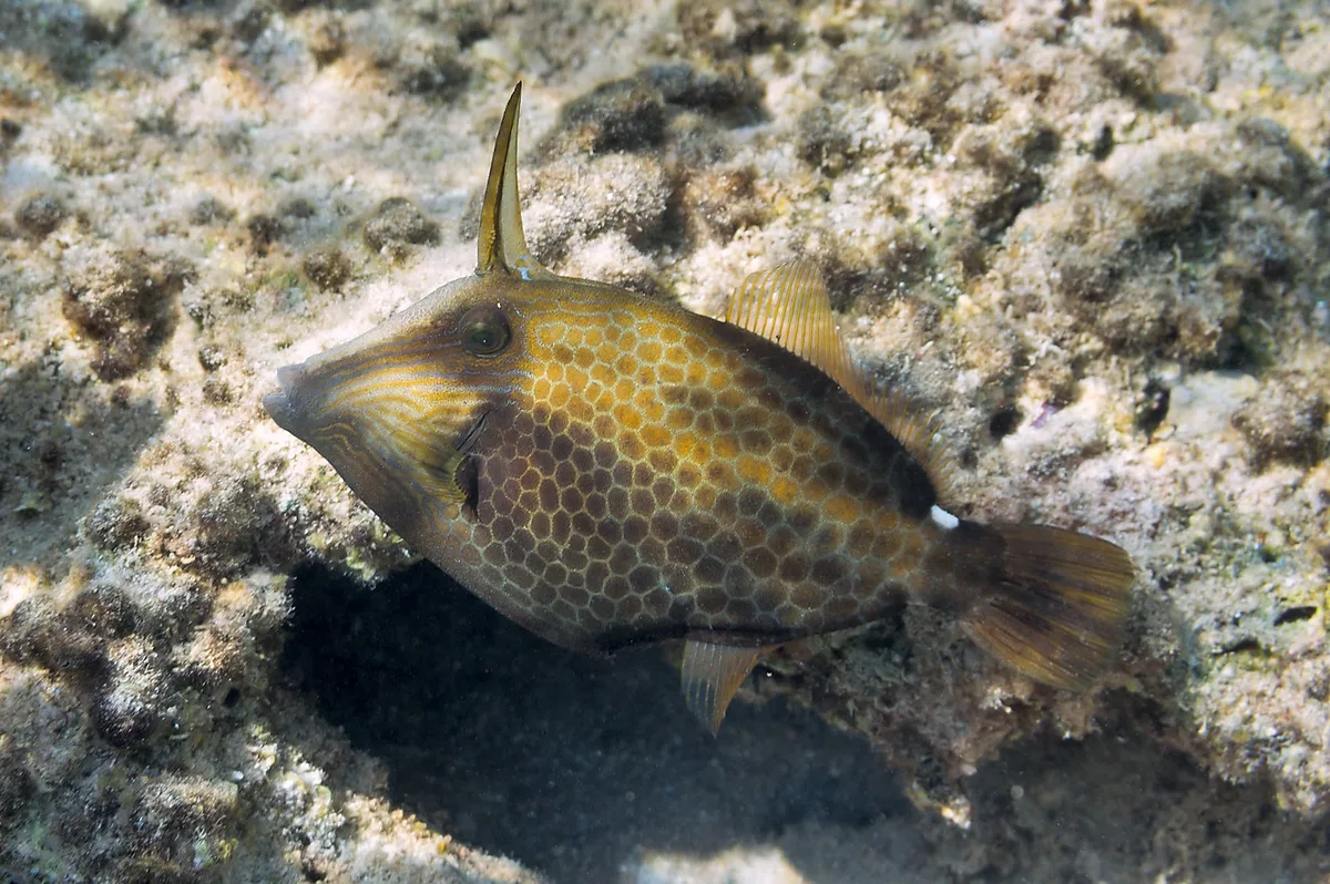 Cantherhines pardalis