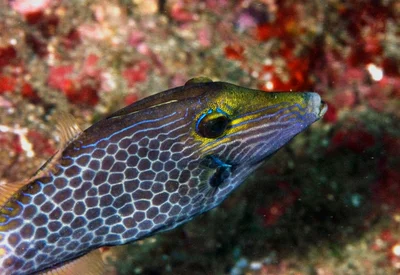 Wirenet filefish (Cantherhines pardalis)