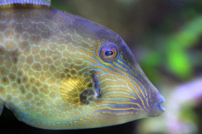 Cantherhines pardalis (Gdynia Aquarium)