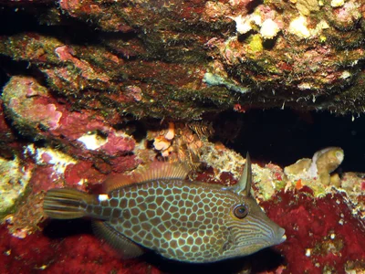 Monacanthidae_Cantherhines_pardalis_IMG_0119_2018_08_14_Elphinstone_Reef