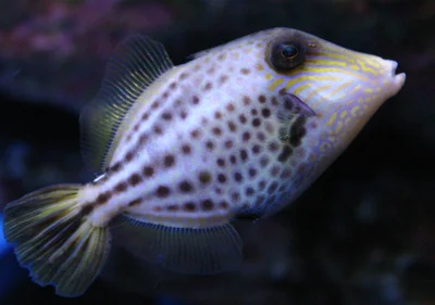 Honeycomb filefish