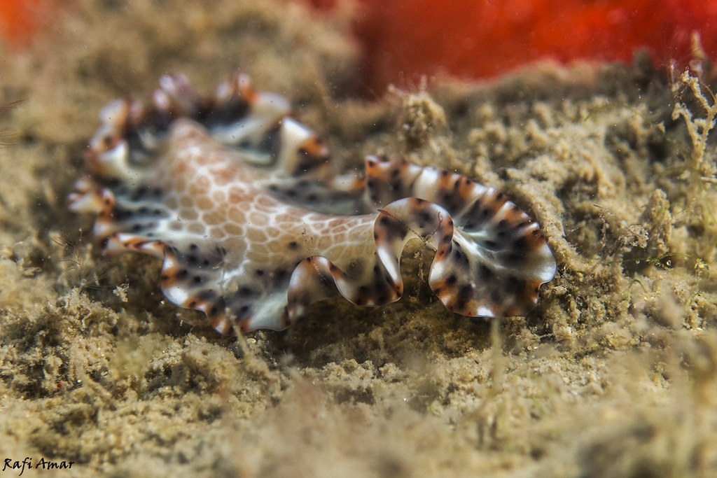Maritigrella fuscopunctata