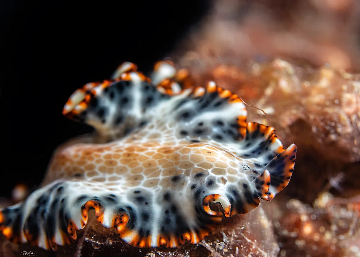 Maritigrella fuscopunctata