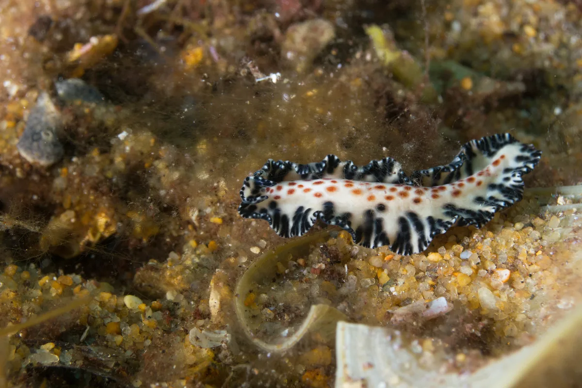 Maritigrella fuscopunctata