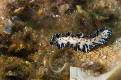 Maritigrella fuscopunctata