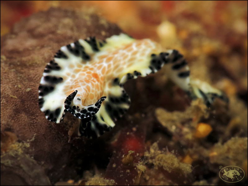 Flatworm (Maritigrella fuscopunctata)