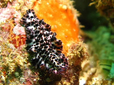 Maritigrella fuscopunctata
