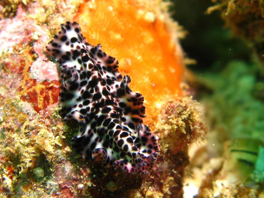 Maritigrella fuscopunctata