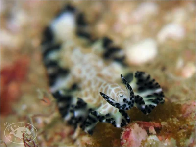 Flatworm (Maritigrella fuscopunctata)