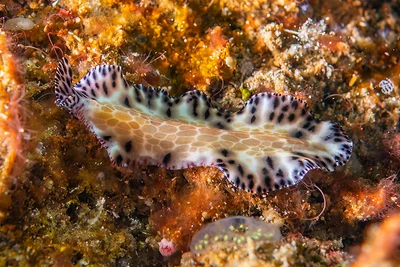 Maritigrella fuscopunctata