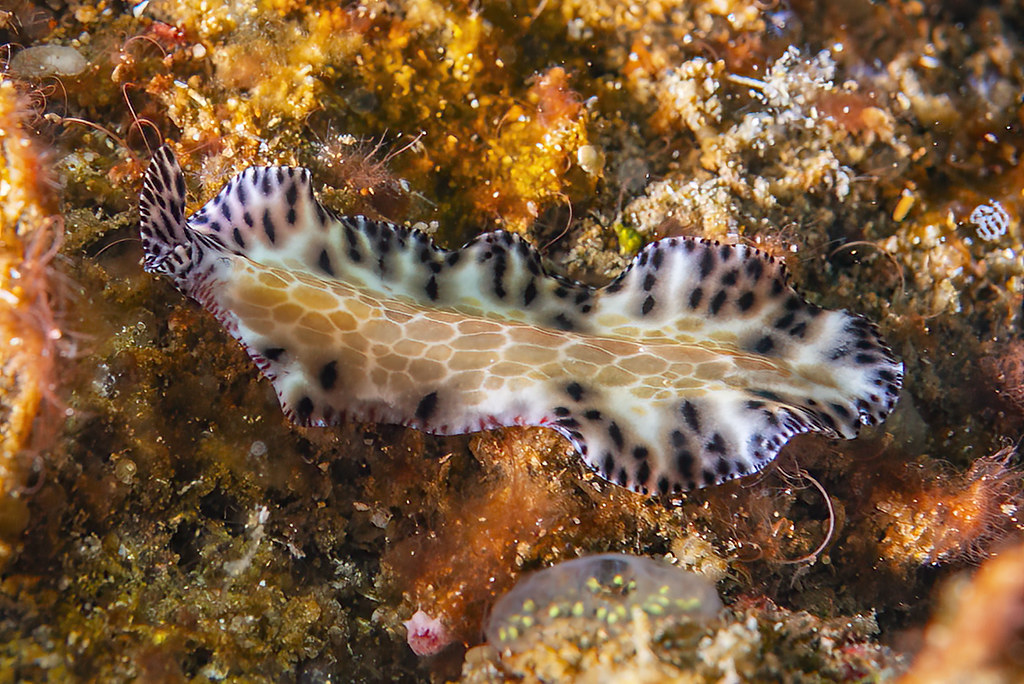 Maritigrella fuscopunctata
