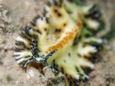 Flatworm (Maritigrella fuscopunctata)
