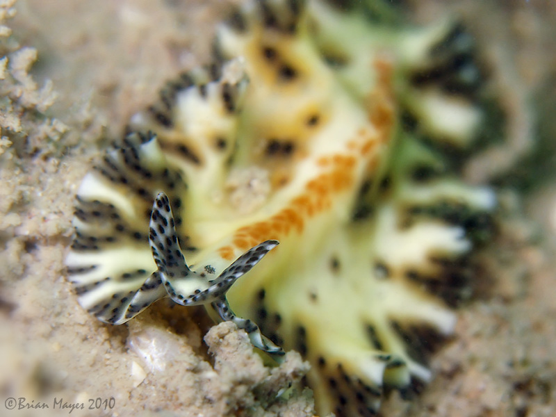 Flatworm (Maritigrella fuscopunctata)